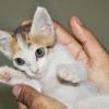 Kittycat 2012